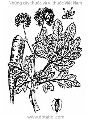 BẠCH CHỈ, 白芷, Angelica dahurca Benth. et Hook., Angelica anomala Lallem., họ Hoa tán, Apiaceae, Umbelliferae