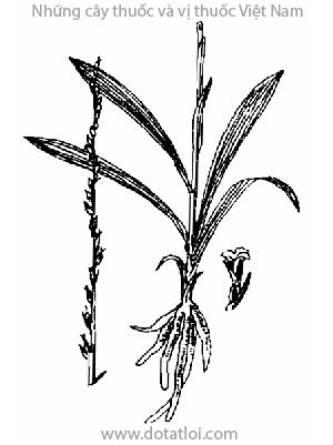 BÀN LONG SÂM, 盤龍參, 盘龙参, sâm cuốn chiếu, thao thảo, mễ dương sâm, Spiranthes sinensis (Pers) Ames, Spiranthes australis Lindl, họ Lan, Orchidaceae