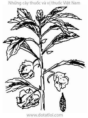 BÓNG NƯỚC, 鳳仙花, 凤仙花, nắc nẻ, móng tay lồi, phượng tiên hoa, cấp tính tử, boong móng tay, balsamina, Impatiens balsamina L., họ Bóng nước, Balsaminaceae