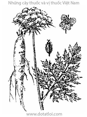 CÀ RỐT, 胡蘿蔔, 胡萝卜, hồ la bặc, Daucus carota L., họ Hoa tán, Umbelliferae