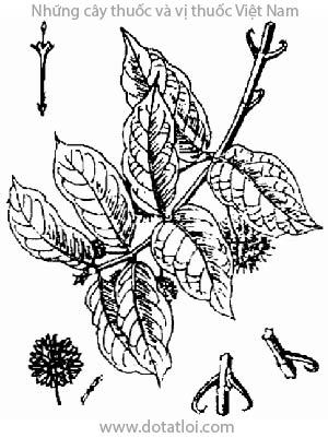 CÂY CÂU ĐẰNG, 鉤藤, 钩藤, Uncaria rhynchophylla (Miq) Jack., họ Cà phê, Rubiaceae