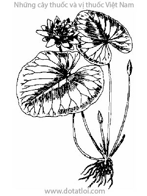 Cây củ súng, Nymphaea stellata