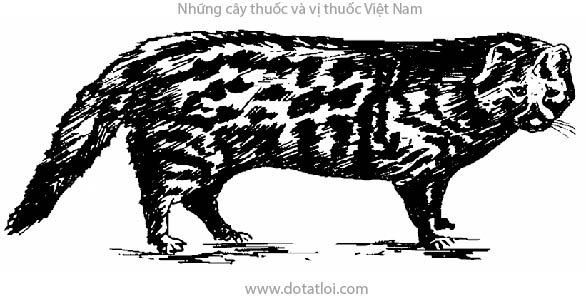 Con cầy giông, con giông, Viverra zibetha L., họ Cầy, Viverridae 