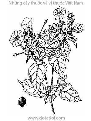 CÂY HOA PHẤN, 紫茉莉, cây bông phấn, belle de nuit, la ngot, pea ro nghi, Mirabilis jalapa L, Jalapa congesta Moench, Nyctago hortensis Bot., họ Hoa giấy, Nyctaginaceae