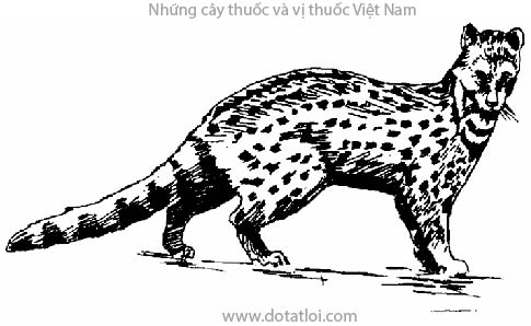 Con cầy hương, con cỏi hay tu cỏi, Viverricula malaccensis Gmelin, họ Cầy, Viverridae