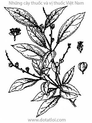 CÂY KHỔ SÂM CHO LÁ, Croton tonkinensis Gagnep, họ Thầu dầu, Euphorbiaceae