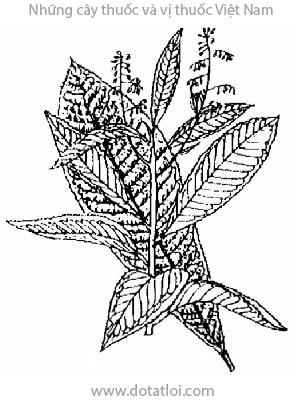 CÂY KHÔI, 短柄紫金牛, cây độc lực, đơn tướng quân, Ardisia sylvestris Pitard, họ Đơn nem, Myrsinaceae