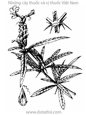 CÂY KIM VÀNG, 花葉假杜鵑, 花叶假杜鹃, Gai kim vàng, Trâm vàng, Barleria lupulina Lindl., họ Ô rô, Acanthaceae