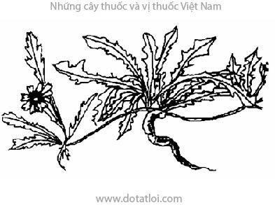 SA SÂM, 沙參, 沙参, pissenlit maritime, salade des dunes, Launae pinnatifida Cass, Microrhynchus sarmentosus DC., Prenanthes sarmentosa Willd., họ Cúc Asteraceae, Compositae