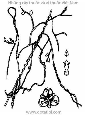Cây tơ hồng, Cassytha filformis