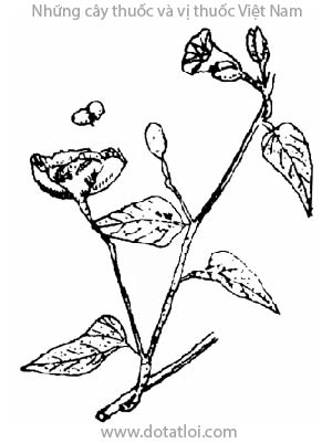 CHÌA VÔI, 盒果藤, bình vôi, bặch phấn đằng, turbith vegetal, Ipomoea turpethum R. Br., Operculina turpethum (L) Silva Manso, họ Bìm bìm, Convolvulaceae