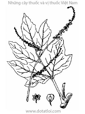 ĐẠI HOÀNG, 大黃, xuyên đại hoàng, tướng quân, Rheum sp., họ Rau răm, Polygonaceae