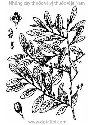 CÔ CA, 古柯, Erythroxylon coca Lamk., họ Cô ca, Erythroxylaceae