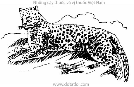 Con báo, Panthera pardus