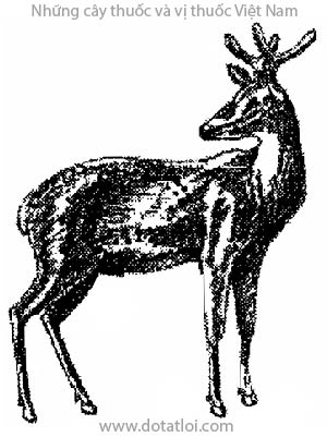 Con hươu sao, Cervus nippon, Cornu Cervi parvum, Cervus nippon Temminck, ngành có xương sống Vertebrata, lớp có vú Mammalia, bộ có móng Artiodactyla, họ Hươu, Cervidae