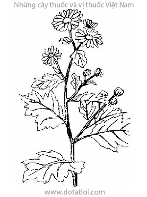 CÚC HOA, 菊花, cam cúc hoa, bạch cúc hoa, cúc hoa trắng, cúc điểm vàng, hoàng cúc, Chrysanthemum sinense Sabine, Chrysanthemum morifolium Ramat Chrysanthemum indicum Lour. (non L.), họ Cúc Asteraceae, Compositae