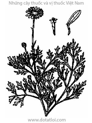 CÚC TRỪ SÂU, 除蟲菊, 除虫菊, pyrèthre - chrysanthème vermicide et insecticide, Chrysanthemum cinerariaefolium Vis., Pyrethrum cinerariaefolium Trev, Pyrethrum cinerariaefolium DC., họ Cúc, Asteraceae,Compositae