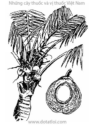 DỪA, 椰子, giã tử, cocotier, Cocos nucifera L., họ Dừa, Palmae
