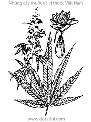 GAI DẦU, 火麻, gai mèo, lanh mán, lanh mèo, đại ma, cần sa, sơn ty miêu, ko phai meo, khan sua, khanh chha, chanvre, Cannabis sativa L., họ Gai mèo, Cannabinaceae