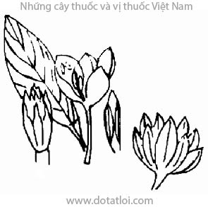 GIỔI, hạt giổi, cây giổi, Talauma gioi Chev., họ Ngọc lan, Magnoliaceae