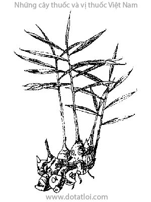 GỪNG, 薑, 姜, khương, sinh khương, can khương, Zingiber offcinale Rosc., họ Gừng, Zingiberaceae