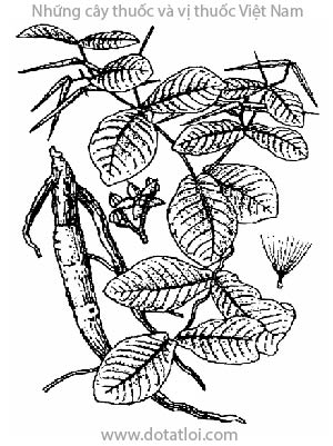 HÀ THỦ Ô TRẮNG, 白首烏, 白首乌, hà thủ ô nam, bạch hà thủ ô, củ vú bò, dây sữa bò, dây mốc, cây sừng bò cây đa lông, khâu cần cà, khâu nước, mã liên an, mã lìn ón, khua mak tang ning, khua khao, chừa ma sìn, Streptocaulon juventas (Lour) Merr., Apocynum juventas Lour., Tylophora juventas Woodf., họ Thiên lý, Asclepiadaceae