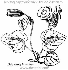 Hán trung phòng kỷ, Radix Aristolochiae heterophyllae