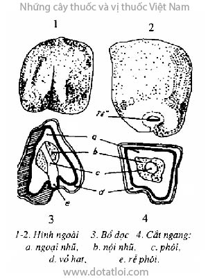 ĐẬU KHẤU, 白豆蔻, bạch đậu khấu, viên đậu khấu, Amomum cardamomum L., họ Gừng, Zingiberaceae