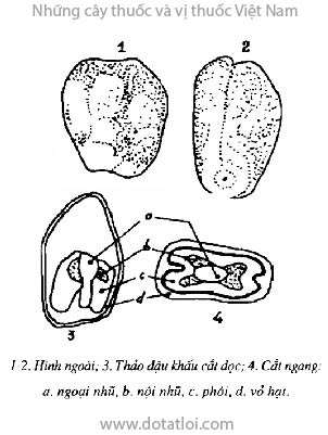 THẢO ĐẬU KHẤU, 草豆蔻, thảo khấu nhân, ngẫu tử, Alpnia katsumadai Hayt., họ Gừng, Zingiberaceae