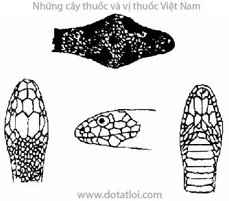 Hổ mang, Naja-naja