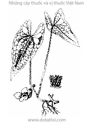 HOA TIÊN, 花葉細辛, 花叶细辛, dầu tiên, Asarum maximum Hemsl., họ Mộc hương, Aristolochiaceae