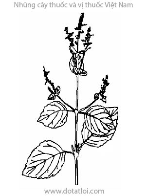 HOẮC HƯƠNG, 藿香, quảng hoắc hương, thổ hoắc hương, Pogostemon cablin (Blanco) Benth, Hoa môi Lamiaceae, Labiatae