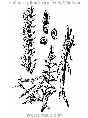 HOÀNG CẦM, 黃芩, Scutellaria baicalensis Georg., họ Hoa môi, Lamiaceae, Labiatae