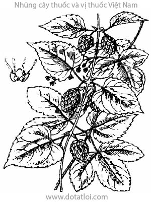 HUBLÔNG, 啤酒花, houblon, hương bia, hoa bia, Humulus lupulus L., họ Gai mèo, Cannabinaceae