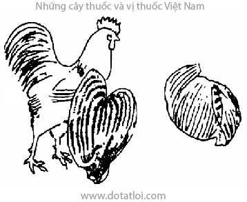 KÊ NỘI KIM, 雞內金, 鸡内金, kê hoàng bì, kê chuẩn bì, màng mề gà, Corium Stomachichum Galli