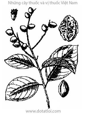 KHA TỬ, 訶子, 诃子, cây chiều liêu, myrobolan de commerce, Terminalia chebula Retz, Terminalia reticulata Roth., Myrobalanus chebula Gaertn., họ Bàng, Combretaceae