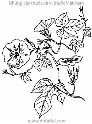 KHIÊN NGƯU, 牽牛, hắc sửu, bạch sửu, bìm bìm biếc, kalađana, Ipomoea hederacea Jacq, Pharbitis hederacea Choisy, họ Bìm bìm, Convolvulaceae