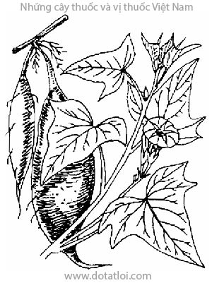 KHOAI LANG, 番薯, phan chư, cam thự, hồng thự, cam chư, Ipomoea batatas (L.) Poir, họ Bìm bìm, Convolvulaceae