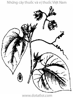 LA HÁN, 羅漢果, 罗汉果, Momordica grosvenori Swingle., họ bầu bí, Cucurbitaceae