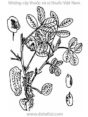 LẠC, 落花生, đậu phộng, lạc hoa sinh, arachide, pistache deterre, cacahuete, Arachis hypogea Linn, họ cánh Bướm, Fabaceae, Papilionaceae