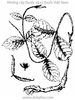 Mã liên an, Streptocaulon griffithii