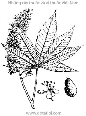 MẮC KẸN, 七葉樹, 七叶树, bàm bàm, ma keyeng, may kho, marronier, Aesculus sinenisis Bunge, họ Bồ Hòn, Sapindaceae