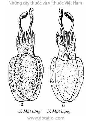MAI MỰC, con mực, 海螵鞘, hải phiêu tiêu, mai cá mực, ô tặc cốt, Sepia esculenta Hoyle, Sepiaandreana Steen-Strup, họ Cá mực, Sepiidae