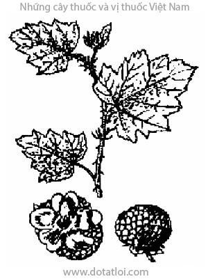 MÂM XÔI, 粗葉懸鉤子, 粗叶悬钩子, đùm đũm, Rubus alceaefolius Poir., Rubus fimbriifeus Focke, họ Hoa hồng, Rosaceae