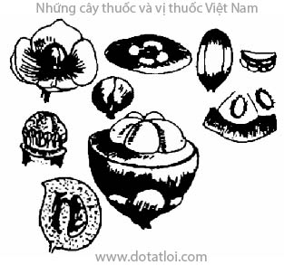 MĂNG CỤT, 山竺, 山竹子, sơn trúc tử, mangoustanier, Garcinia mangostana L., Mangostana garcinia Gaertn., họ Bứa, Clusiaceae, Guttferae