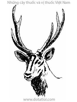 Con nai, Cervus unicolor