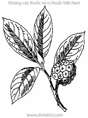 Nam ngũ vị tử, Fructus Kadsurae, cây nam ngũ vị tử, cây nắm cơm, Kadsura japonica L., họ Ngũ vị, Schisandraceae