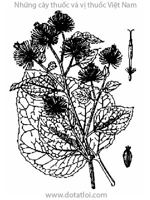 NGƯU BÀNG, 牛蒡子, đại đao, á thực, hắc phong tử, thử niêm tử, Arctium lappa L., họ Cúc Asteraceae, Compositae