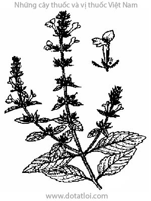 nhân trần, nhân trần Việt Nam, Adenosma caeruleum R. Br, họ Hoa mõm chó, Scrophulariaceae