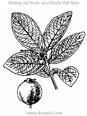 CÂY ỔI, 番石榴, ủi, phan thạch lựu, gouavier, Psidium guyjava L., P. pomiferum Linn. Psidium Pyriferum L., họ Sim, Myrtaceae